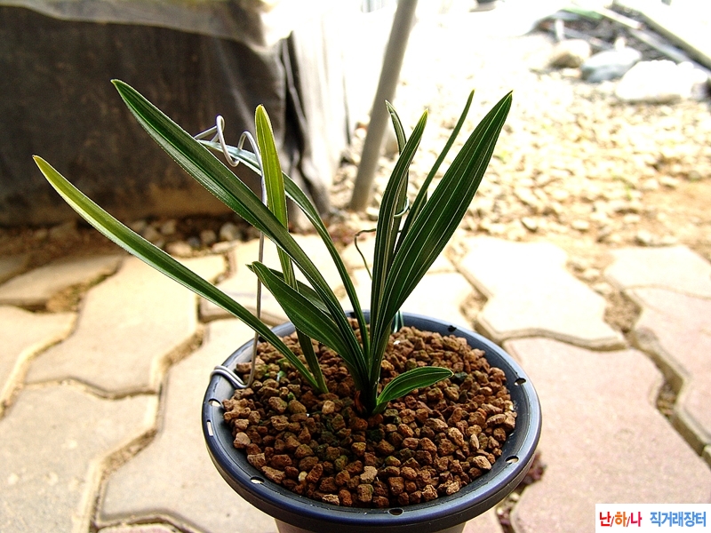 특 종자목 환엽 두화목