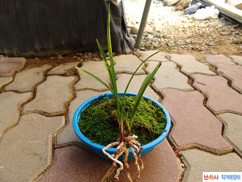 종자목 극황색 호피반