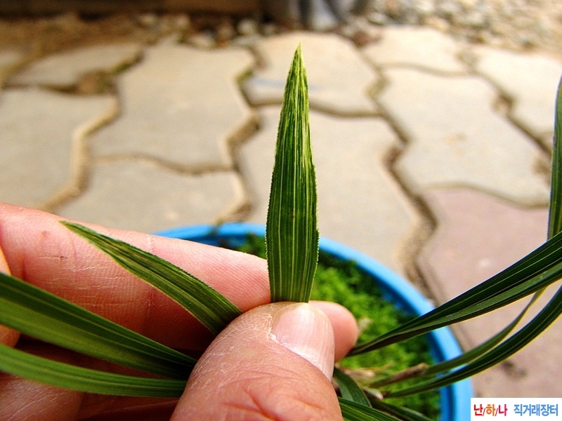 산채원본 백산반