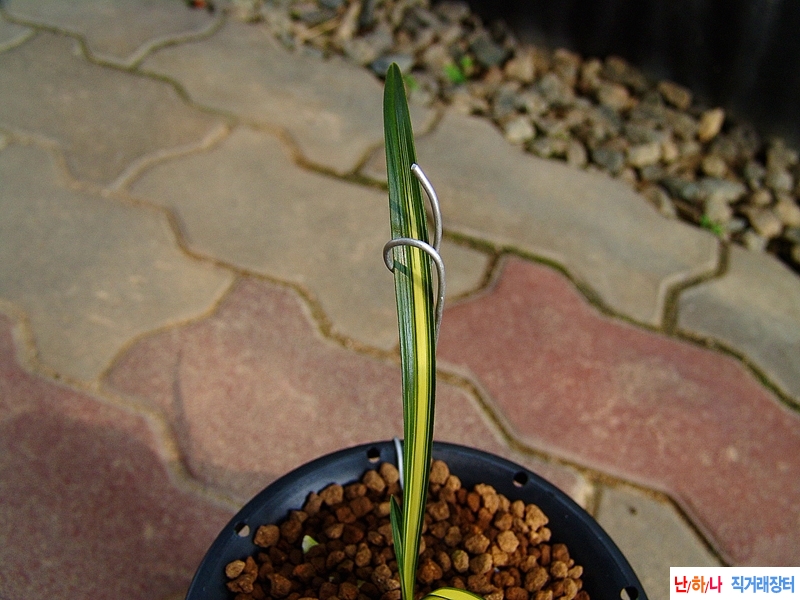 종자목 환엽성 압성중?