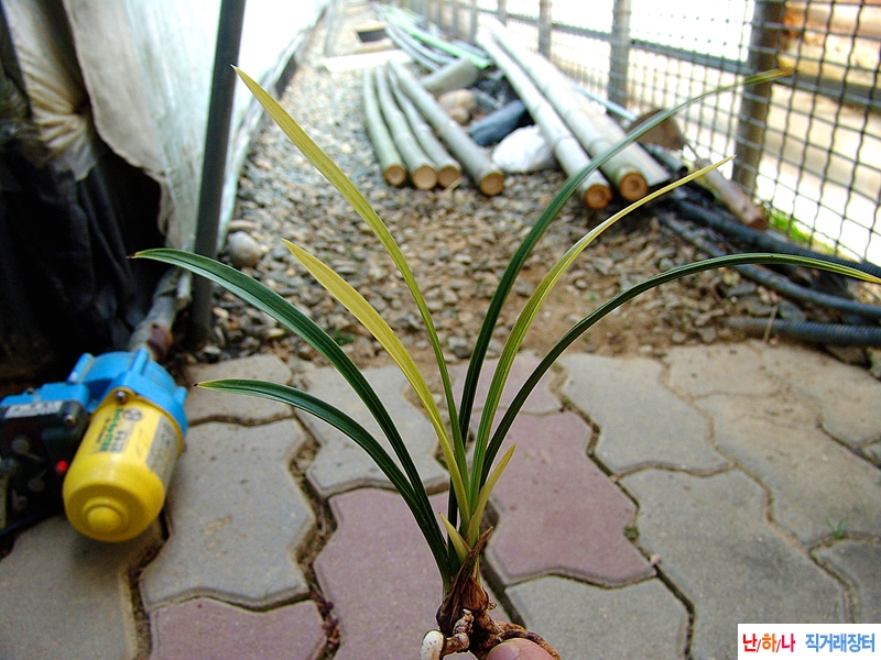 종자목 삼홍닮은 엽성 ?