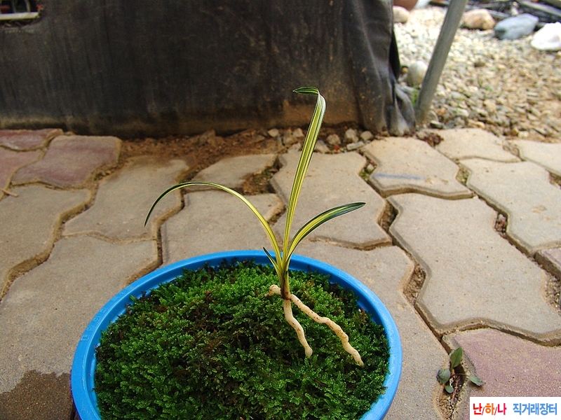 진청색 극황색 중투