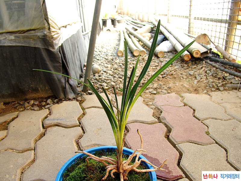 산채 생강근 서호반