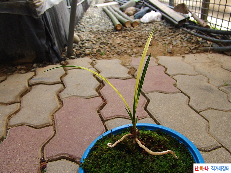 입엽성 화려한 서반