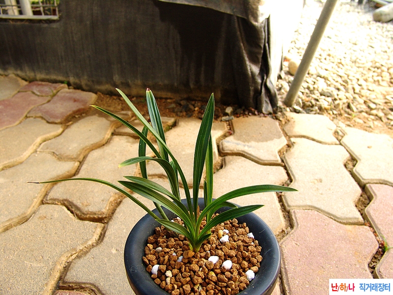 종자목 배불뚝이 입변 ?