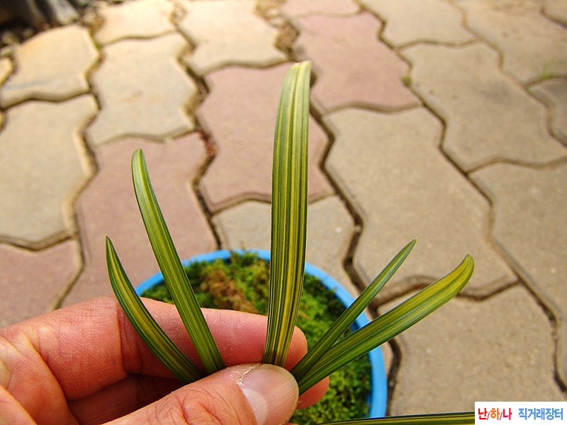 종자목 비취색 중투