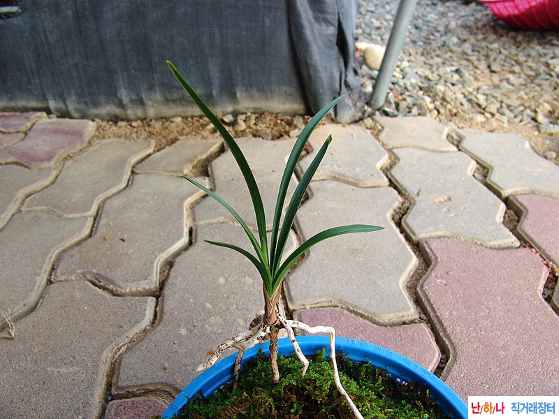 산채생강근 단엽성 입?