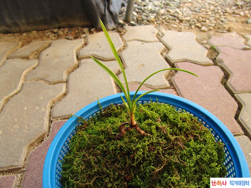 엽성 특색있는 서호반