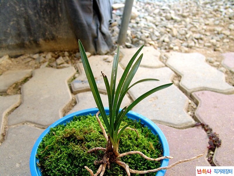 산채생강근 입변 두화?