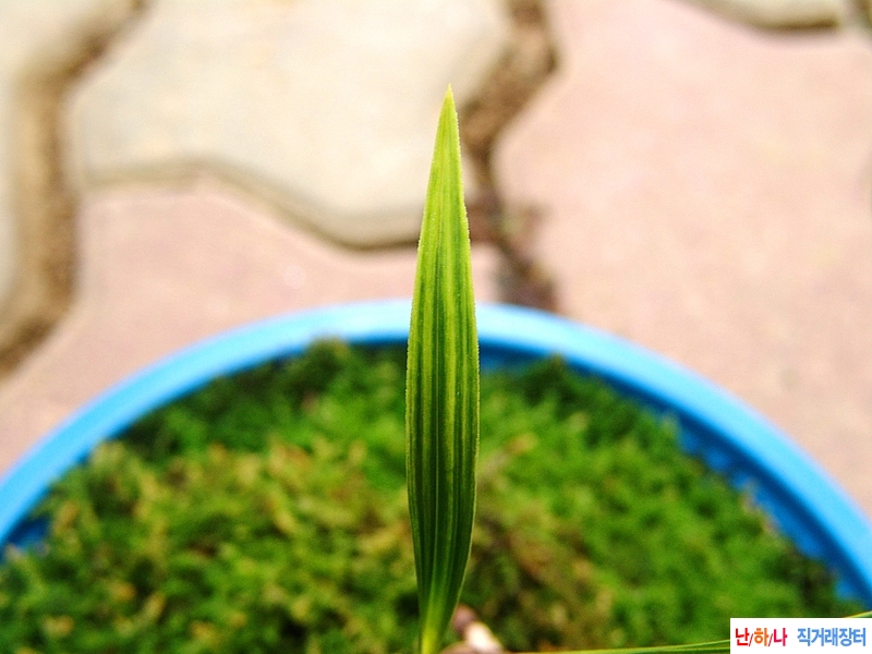 종자목 금계성 산반호