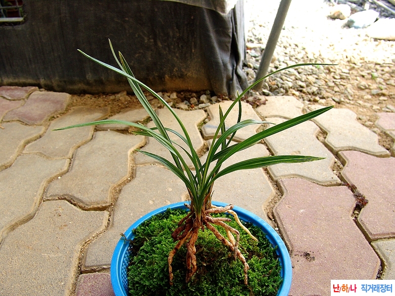 산채원본 백산반