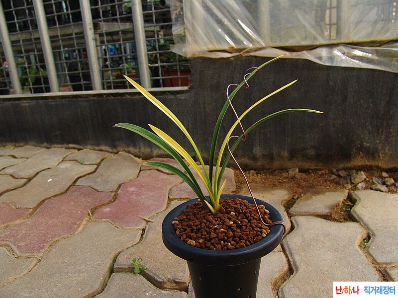 홍대왕 닮은 입변성 서?