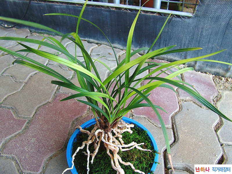 화려한 서반