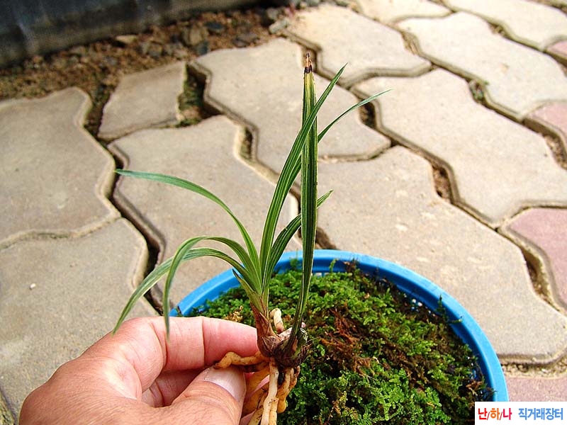 금계 전면산반호