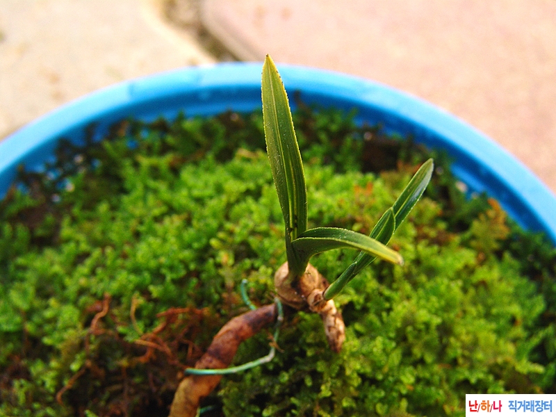 특종자목 단엽 호