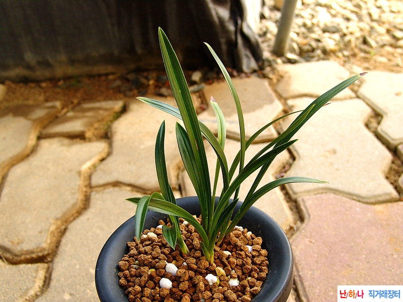 종자목 배불뚝이 입변 ?