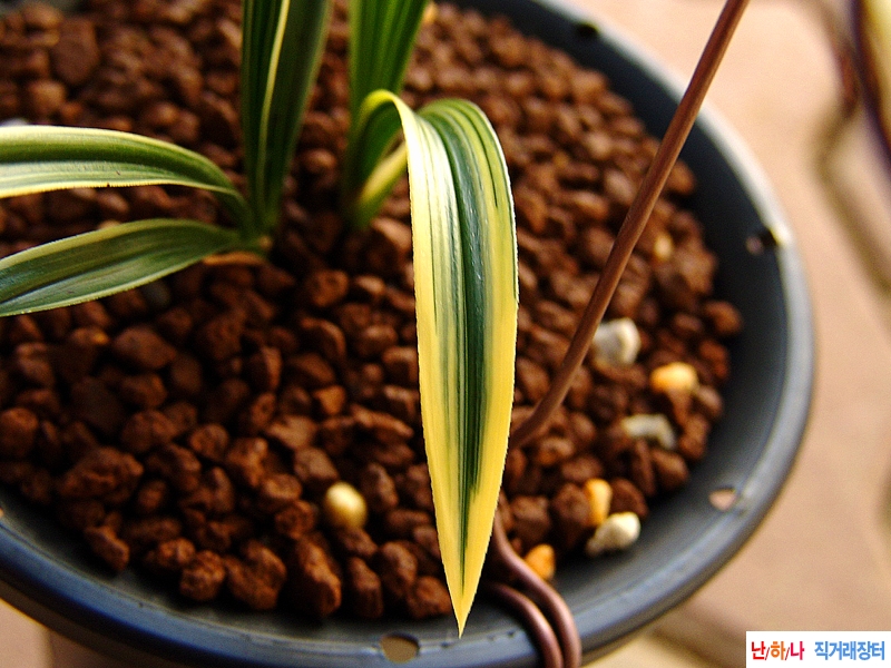 특 종자목 환엽성 대복?