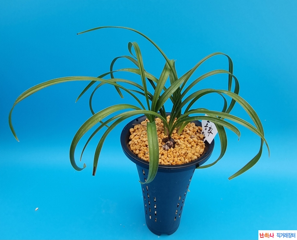 화형홍화 분주촉