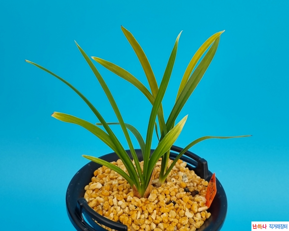 복색기대산반소심