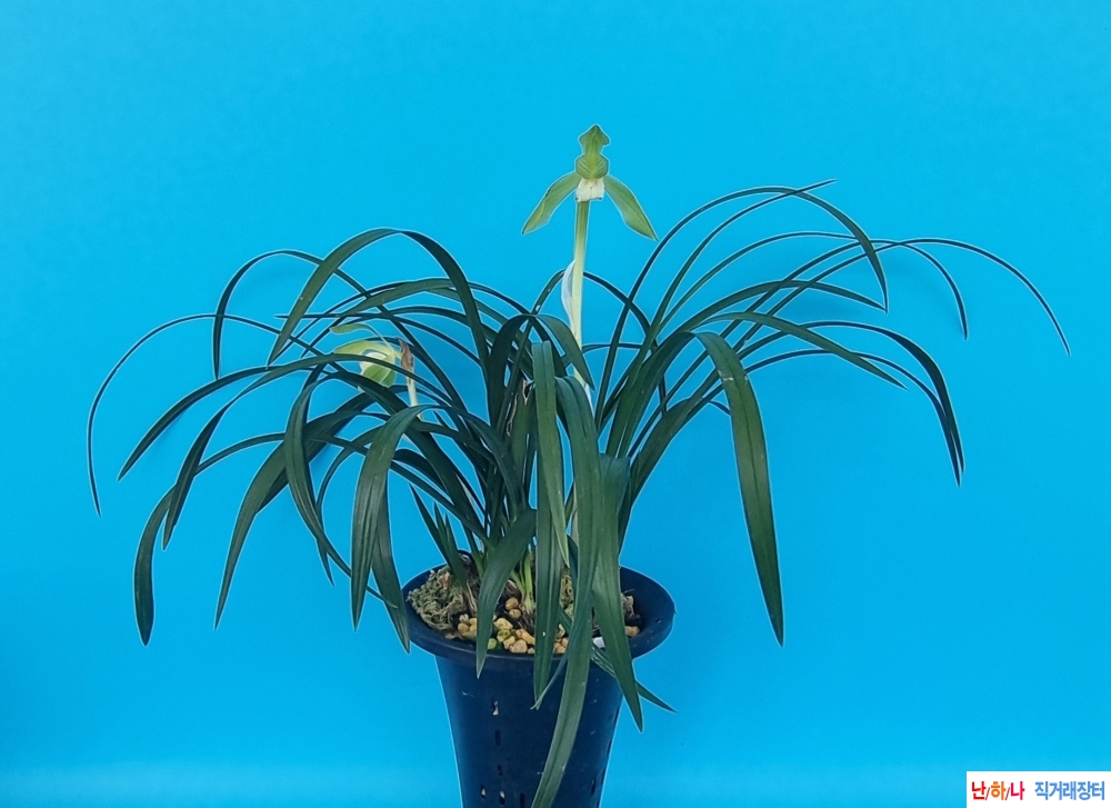 금관닮은소심꽃2