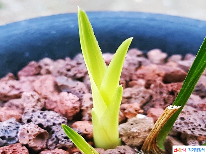 산채출.(황서반)