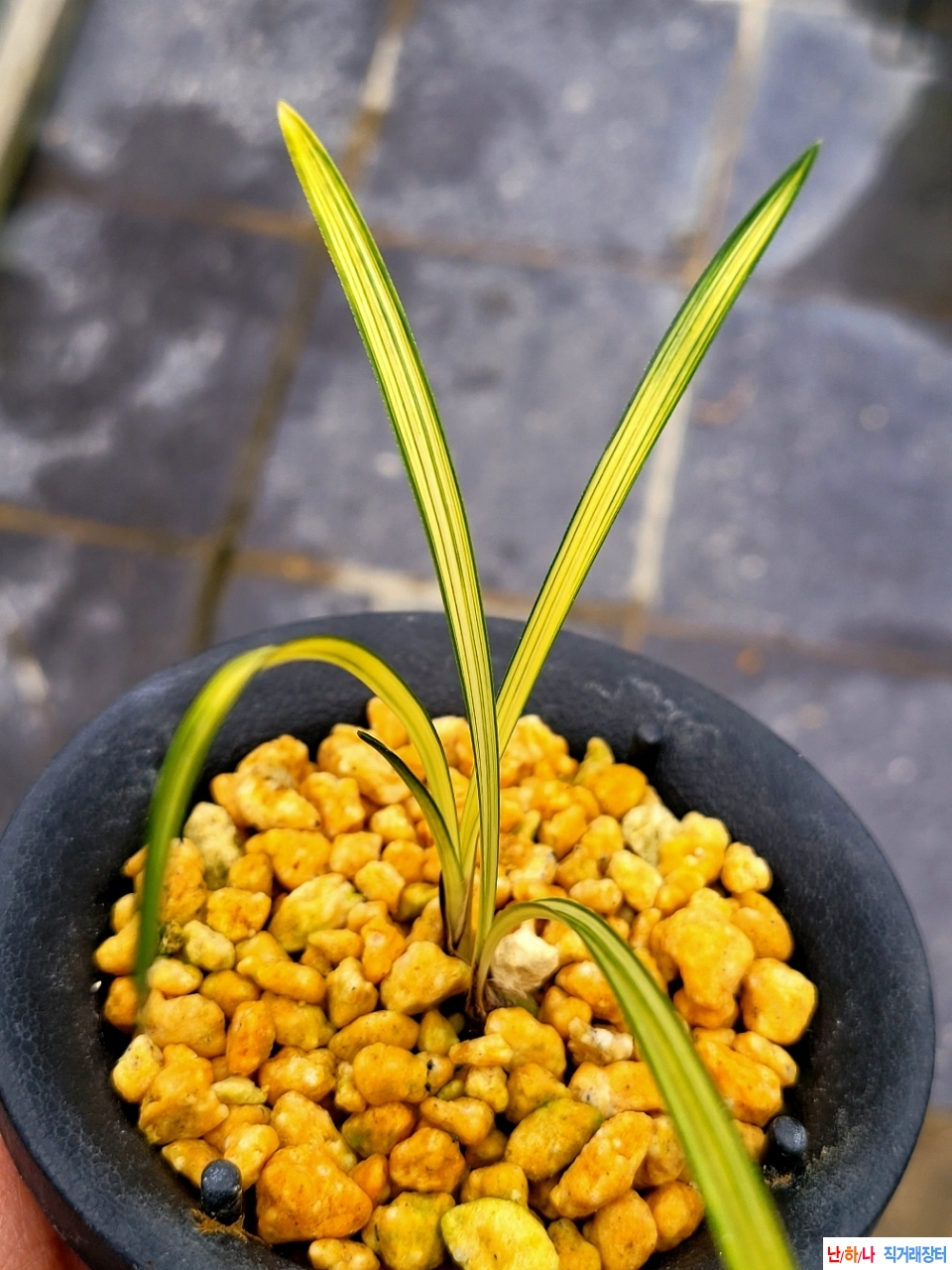 입엽성의 중투호입니?