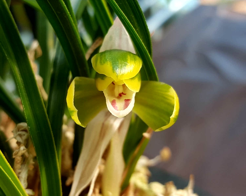 무명,,원판,,극황,,복륜?