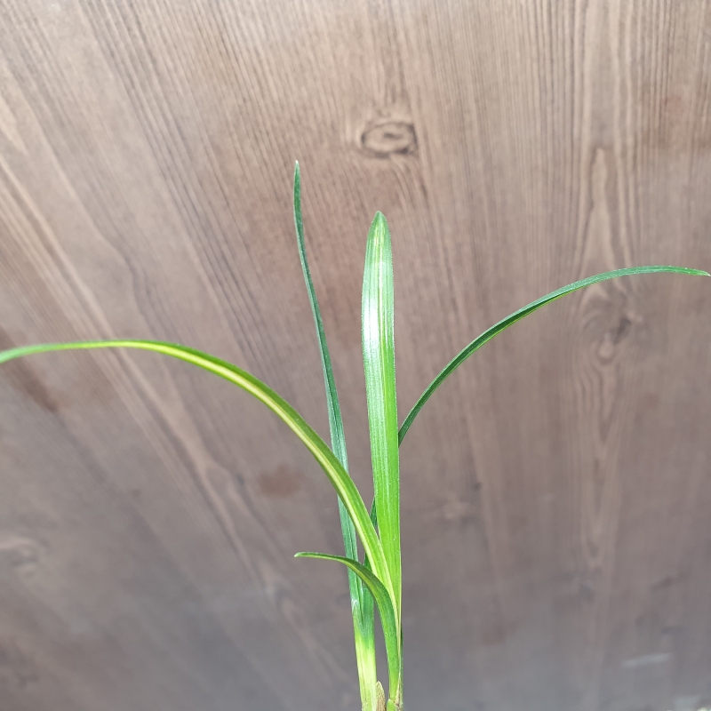 까닥지,,입변,,산반중?