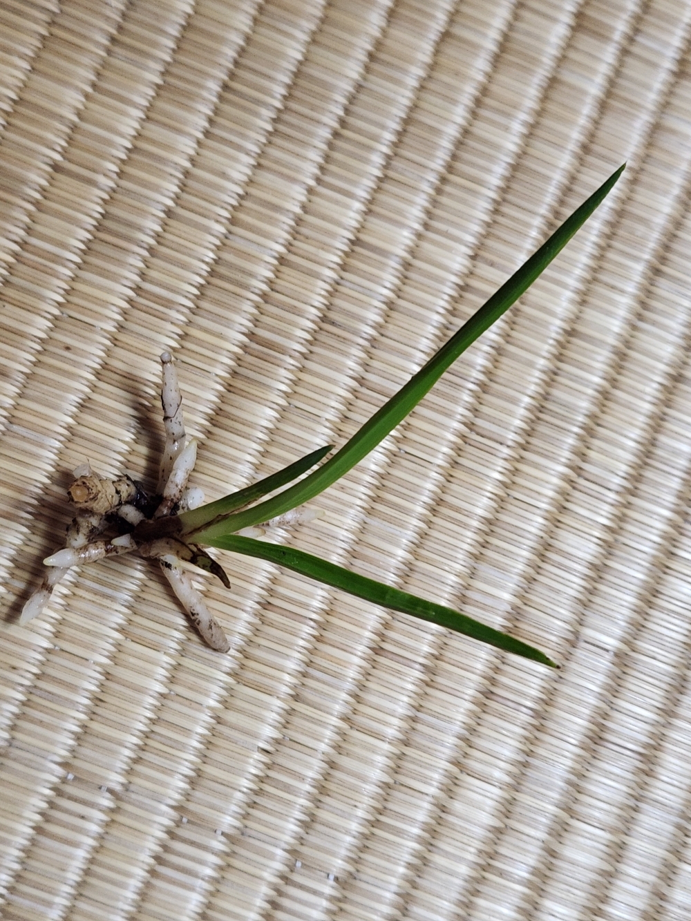 산채까닥지산반호