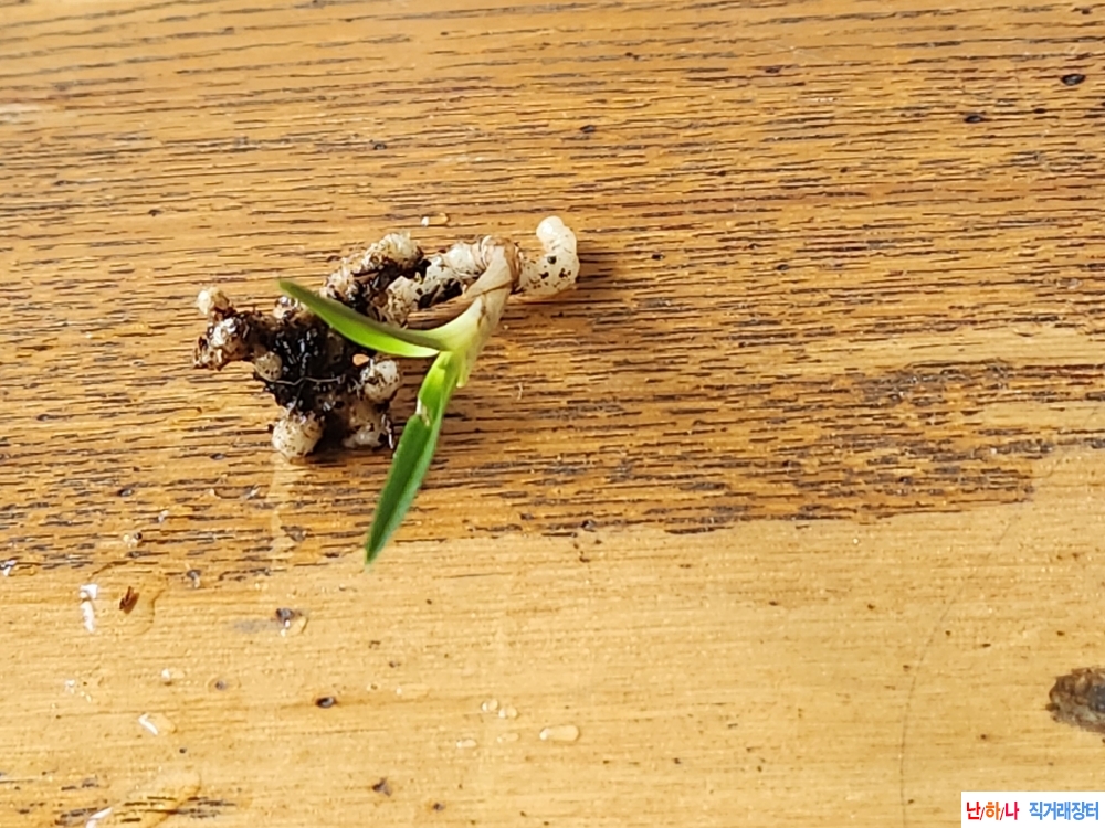 산채단엽성입변