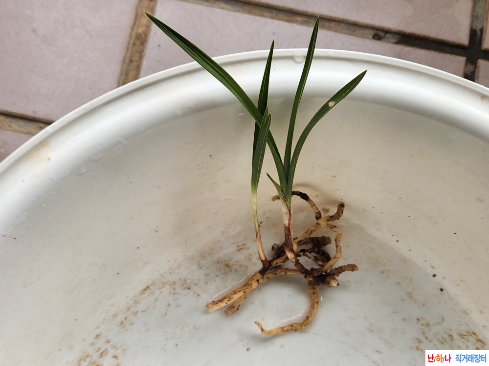 산채입변2과 산반호