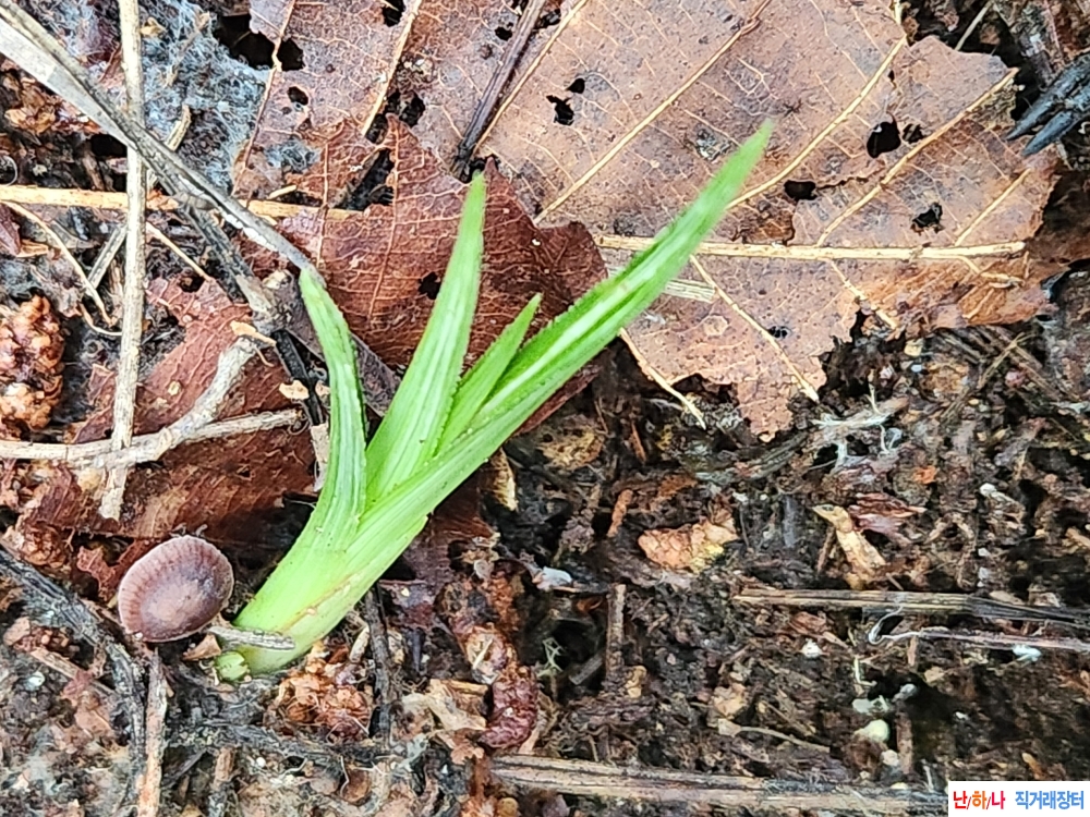 산채 전면산반
