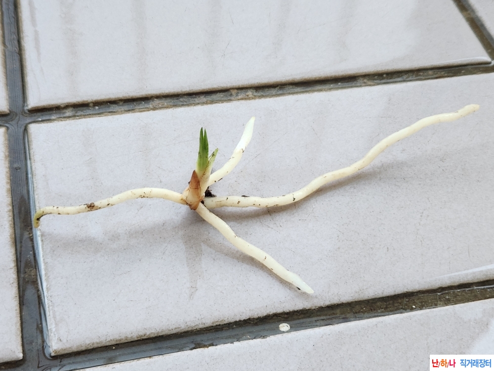 산채산반단엽