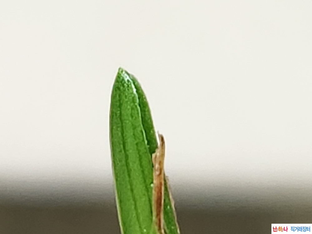 산채반성단엽