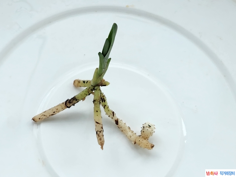 산채반성단엽