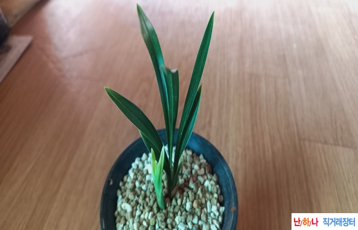 동련닮은두화변황산반