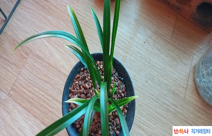 산채출황산반