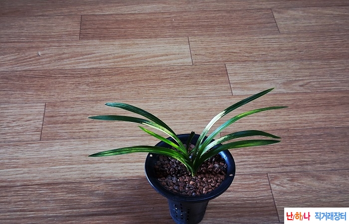 산채출발황호피반