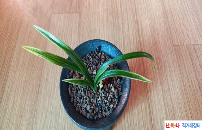 산채출황산반