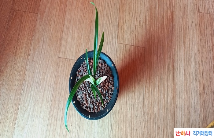 산채출황산반