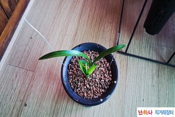서반단엽
