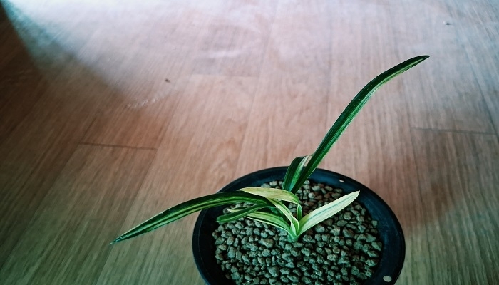 금계산반