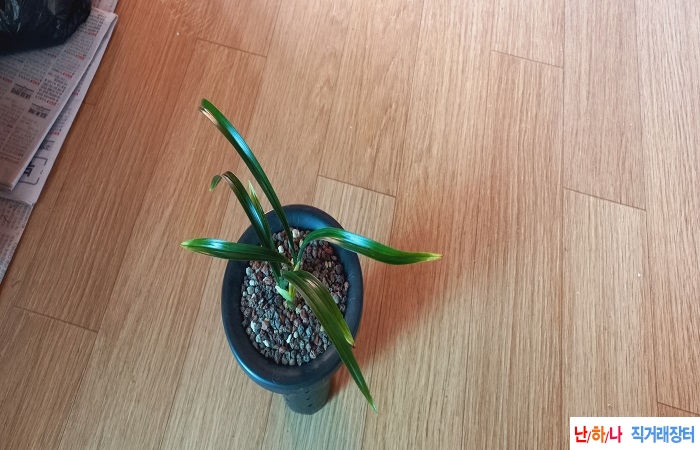 진청후육황산반