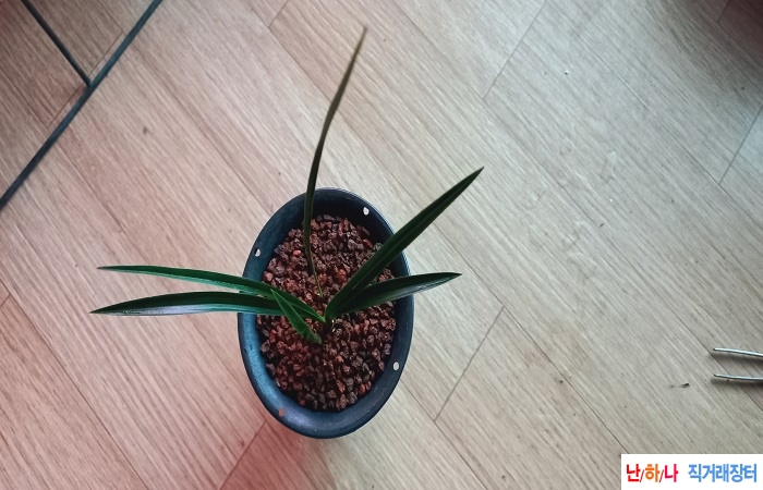 먹청장단엽