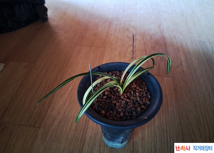 깔끔한진청녹호