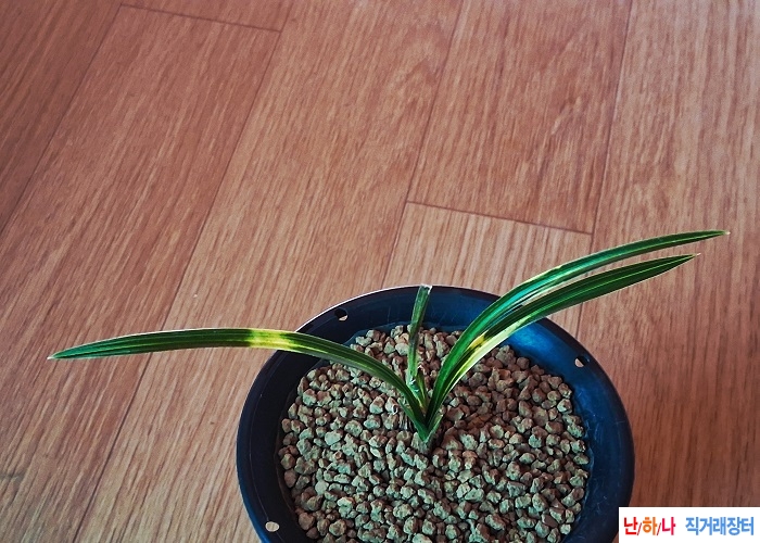 산채출발황서반