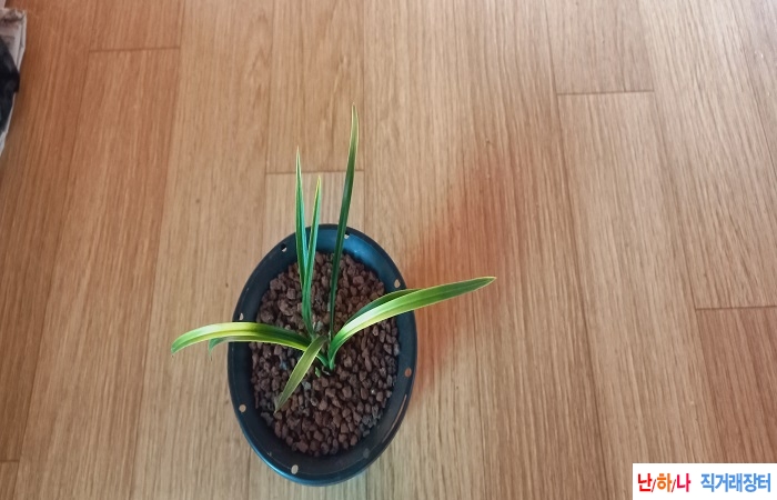 산채출황서호반