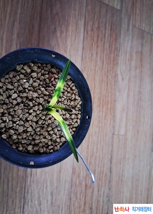 산출진청황서호반