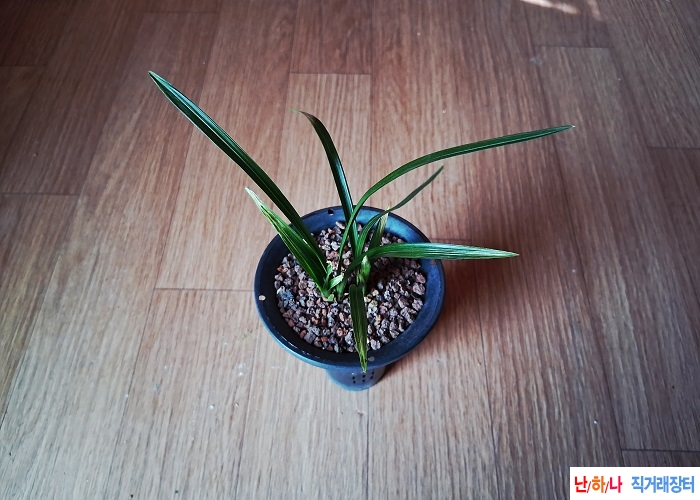 산채출발황산반