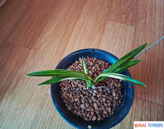 단엽성중압중투